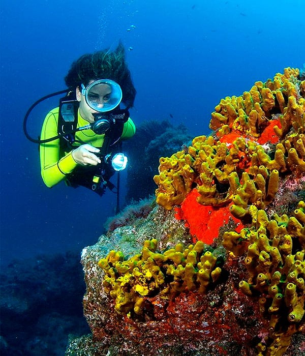 Bajo el Mar