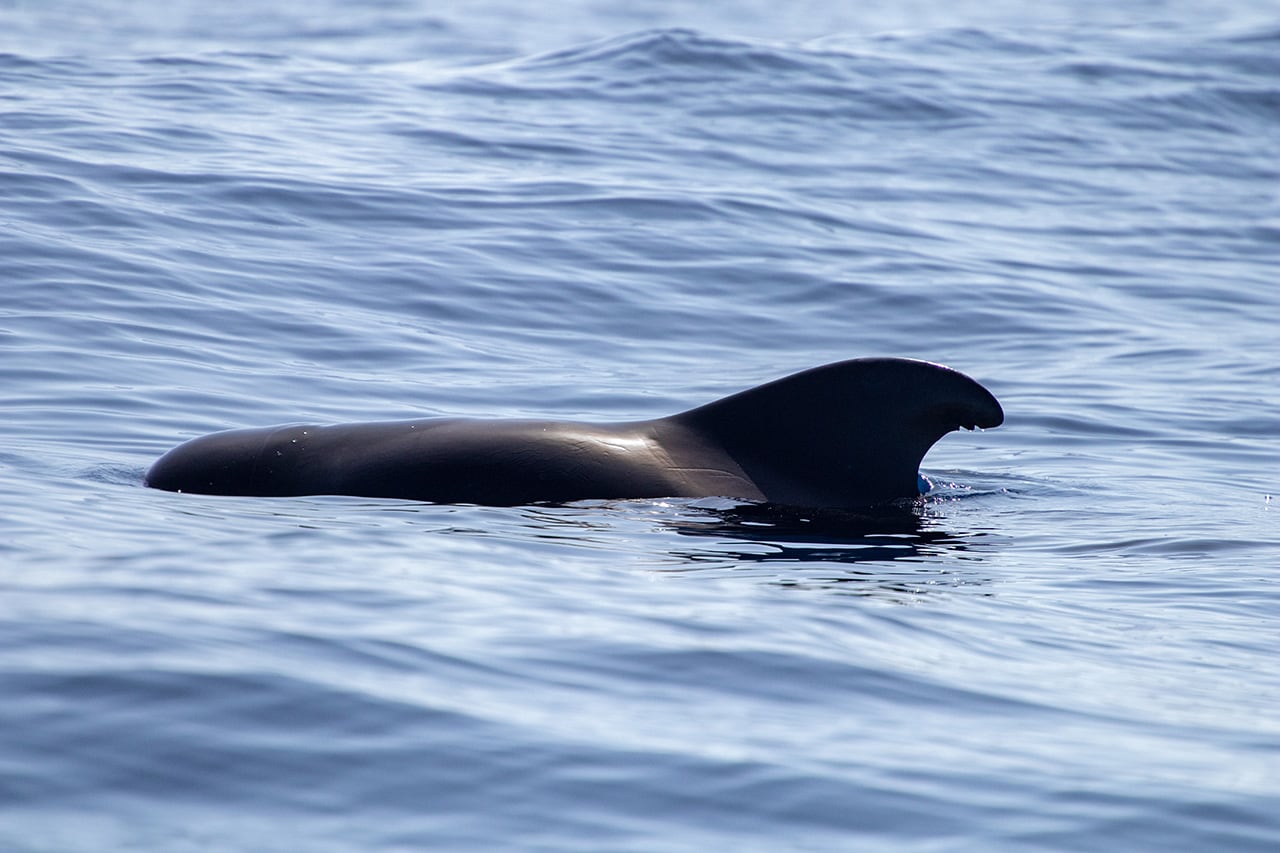 Excursiones en barco